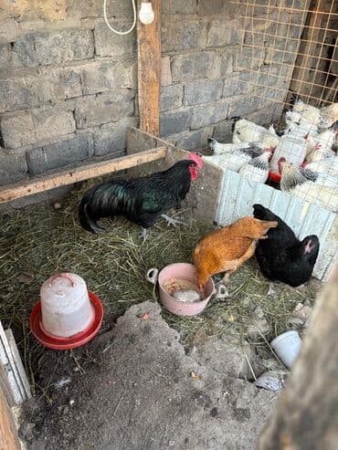 продаю домашние куры: Продаю | Куры | Домашняя | Для разведения — 2