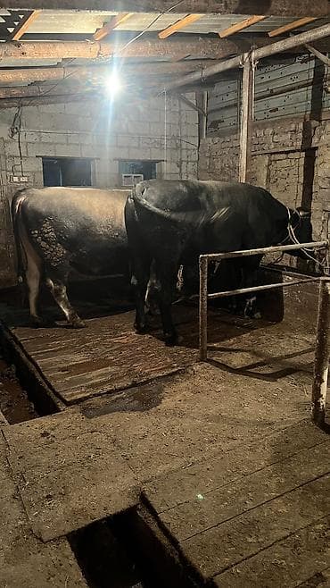 Продаю | Бык (самец) at lalafo.kg Продаю | Бык (самец)
