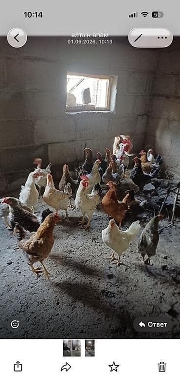 кролик фландыр: Продаю | Куры | Несушки — 1