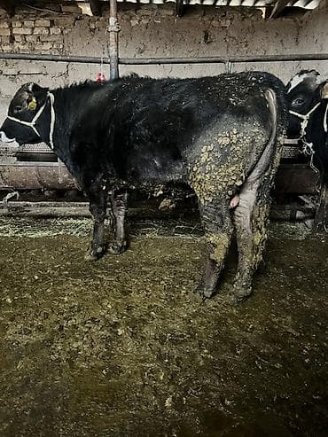 тай самка: Продаю | Бык (самец) | Полукровка | На откорм — 5