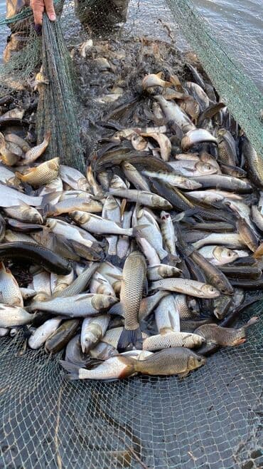 рыба купить: Свежий — 2