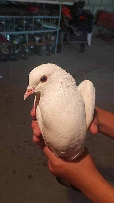 фазан сколько стоит: Голубь декоративный, окрас белый с контрастными тёмными маховыми — 5