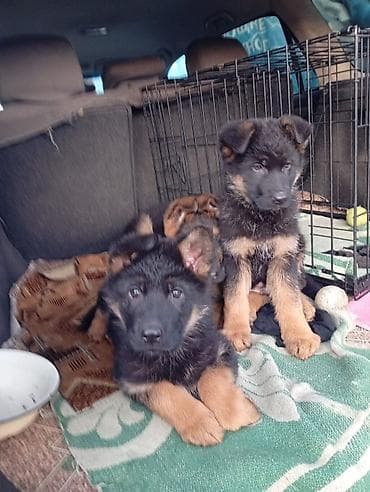 Щенки, немецкой овчарки. - Окрас: черно-подпалый, классические . - at lalafo.kg Щенки, немецкой овчарки. - Окрас: черно-подпалый, классические . -