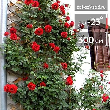 семена люцерн: Саженцы цветка: Розы, Самовывоз, Платная доставка — 10