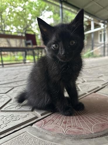 Продажа кошек: Котята, домашние, от кошки-курильский бобтейл. Описание: - Окрас — 4