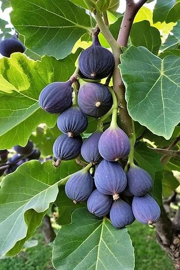 шампуры купить бишкек: Инжир (фига) с дерева — сорт с тёмно-фиолетовой кожицей и сочной — 1