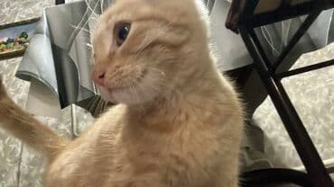 отдам кошечку в добрые руки: 4 месяца, Девочка, Проглистована — 5