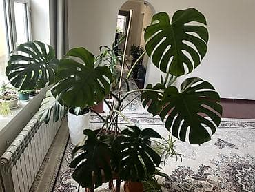 монстера купить: Монстера делициоза (Monstera deliciosa), крупное взрослое комнатное — 1