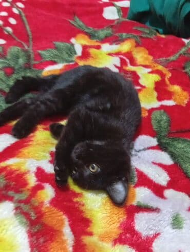 шотландская вислоухая длинношерстная кошка: 3 месяца, Мальчик — 2