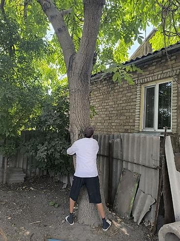 Лес кругляк: Грецкий орех (плодовое дерево) для заготовки древесины/дров. - — 2