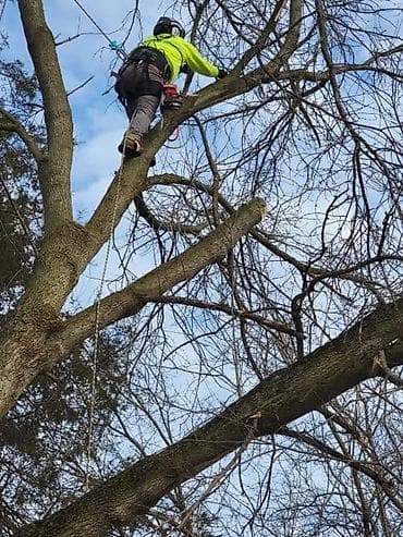 моору тазало: Спил Дерево Тал, Бак, Жаңгак акацса Дуб Орехи терек карагач Отун — 3