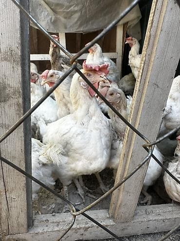 курица гриль доставка: Продаю | Куры | На забой, Несушки — 2
