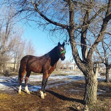 купить рабочую охотничью собаку: Сатам | Жылкы (эркек) | Жумушка — 5