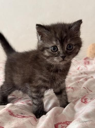 шотландская коричневая кошка: Скотиш Страйт (Шотландская прямоухая), 2 месяца, Мальчик, Шоколадный, Метис, Приучена к лотку, Проглистована — 6
