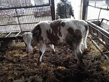 пони лощадь: Продаю | Бык (самец) | На откорм — 1