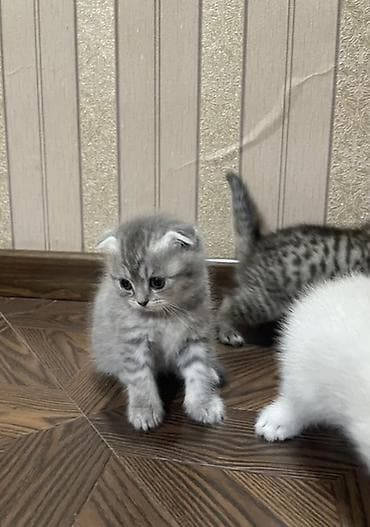 пит: Шотландские вислоухие котята 2 месяцев - Порода: Scottish Fold — 2