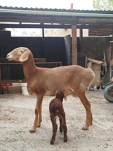 балык кумара: Продаю | Овца (самка) | Полукровка | Для разведения | Племенные — 2