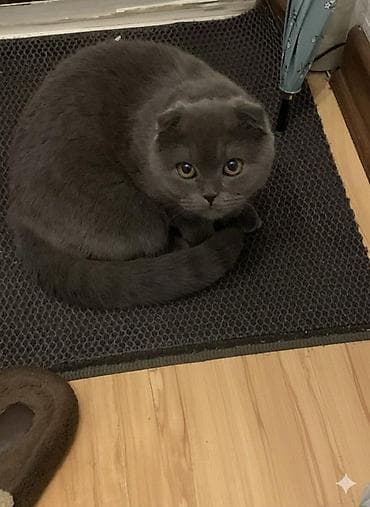 кошки маленкие: Скотиш Фолд (Шотландская вислоухая), 1 год, Девочка, С прививками — 6
