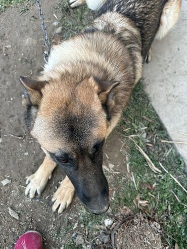 Собака даром: Немецкая овчарка, 9 месяцев, Самец, С прививкой