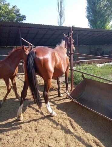 ящик для документов: Продаю | Кобыла (самка) | Английская | Для разведения | Племенные — 3