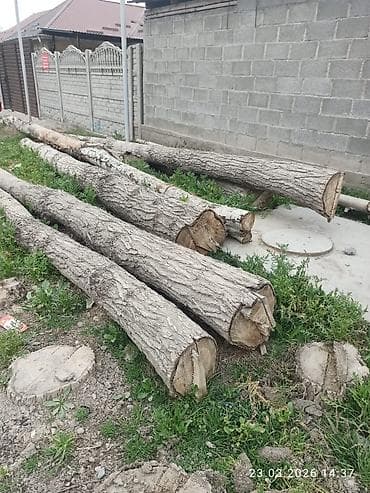 Бревна из лиственных пород, распиленные на отрезки разной длины и