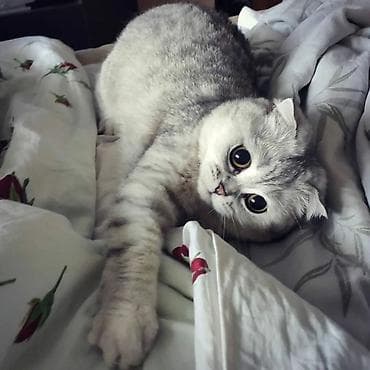 кота на передержку: Скотиш Фолд (Шотландская вислоухая), 1 год, Девочка, Серебристая шиншилла, С прививками, Приучена к лотку, Проглистована — 1