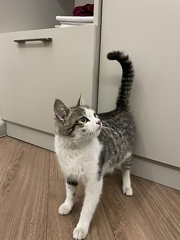 Кошка даром: Беспородная, Девочка, Приучена к лотку