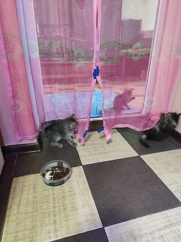 где можно купить кошку: Котята серо‑тигрового окраса - Домашние короткошёрстные котята с — 1