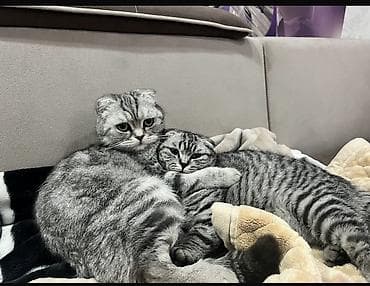 котята сиамской кошки: Скотиш Фолд (Шотландская вислоухая), 1 месяц, Девочка, Серебристая шиншилла, Приучена к лотку — 4