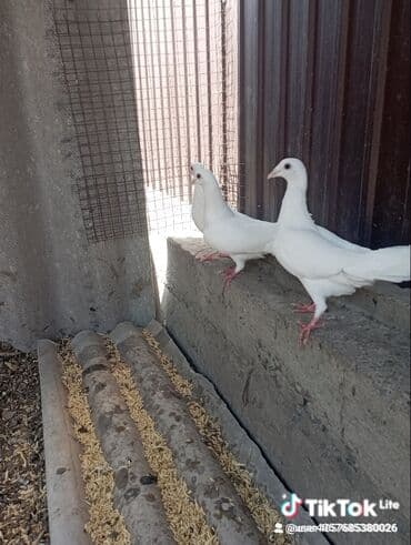 декоративный кролик: Голуби декоративные и летные, разные масти: - белые, черные, сизые — 4