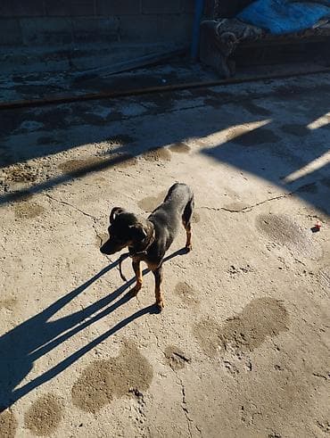 собаки такса: Собака даром: Чихуахуа, 1 год, Самка — 2