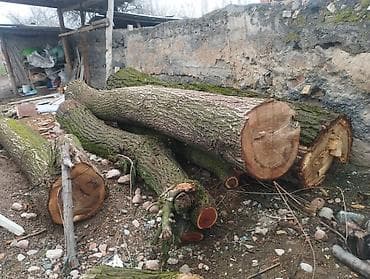 купить лес кругляк: Бревна лиственные, распиленные на отрезки. - Порода: лиственная (по — 3