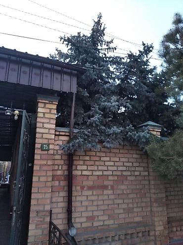 отдам даром дерево: Отдам ёлки бесплатно Внимание! Ёлки высокие и большие выше 6 метров — 1