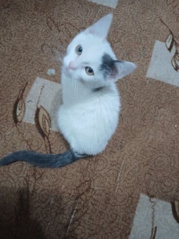 московская сторожевая собака: Котёнок с необычным окрасом: белая шерсть с серым «пятнышком» на — 1