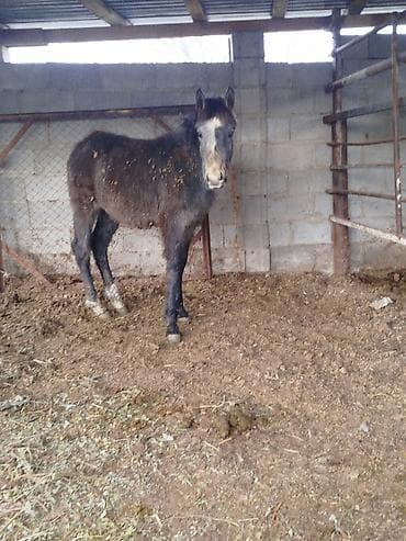 цена вислоухих котят: Продаю | Кобыла (самка), Жеребенок | Для разведения — 5