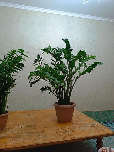 комнатные растения бишкек фото: Замиокулькас (долларовое дерево) в горшке - Крупные, глянцевые — 1