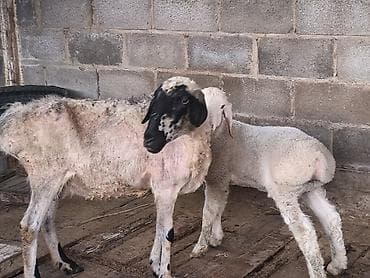 кошка беловодск: Сатам | Козу | Көбөйтүү үчүн | Асыл тукумдуу — 9