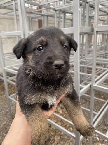 немецка овчарка щенок: Щенки, похожие по типу на немецкую овчарку (черно-подпалый окрас). - — 1