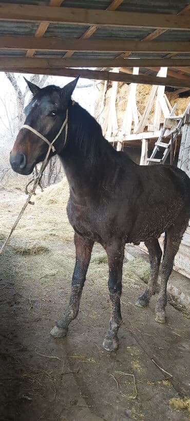 Лошади, кони: Продаю | Конь (самец), Жеребец | На забой, Для разведения — 2