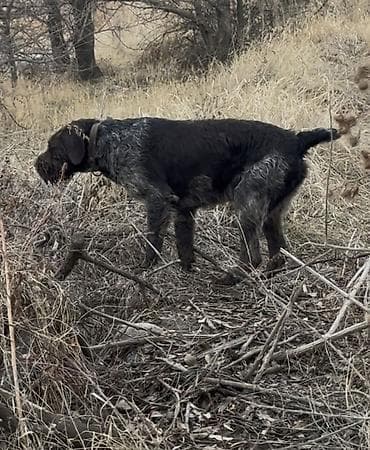 собаки бишкек: ВЯЗКА ВЯЗКА Читайте Внимательно !!! Предлагается Кабель Породы — 5