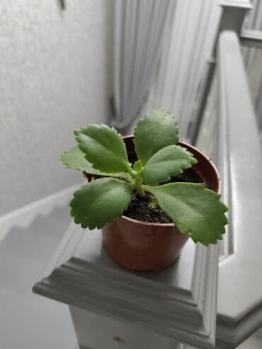 реди: Небольшая коллекция комнатных растений в горшках: - Суккулент — 1