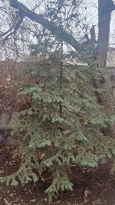 Үй жана бакча үчүн баардык: Продаю деревья Орех 5шт. Многолетние, по 40лет и более. Под само-спил — 8