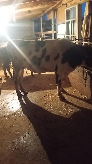 Айыл-чарба жаныбарлары: Сатам | Уй (ургаачы) | Голштин | Сүт алуу үчүн | Музоологондон кийин — 1