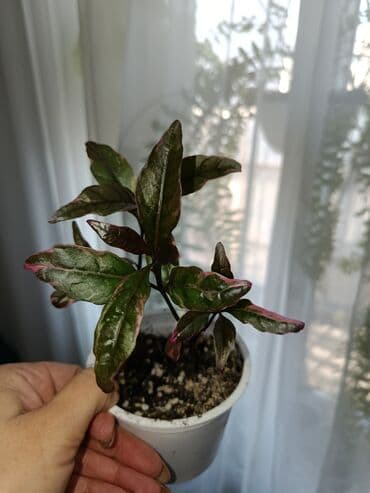 Диффенбахтар: Продаются комнатные цветы. Токмок — 16