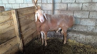 продам курей: Продаю | Баран (самец) | Для разведения | Племенные — 4