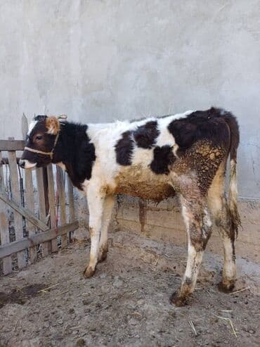 дойных коров: Продаю | Музоо, торпок | На откорм | Привязанные — 1