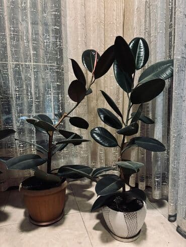 комплексное удобрение: Продаётся: Фикус — 2
