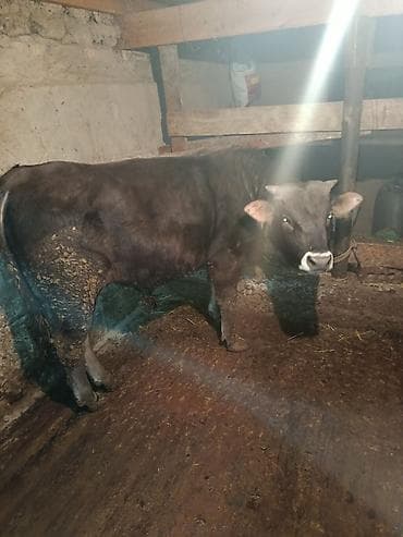 Кошки: Продаю | Бык (самец) | На откорм | Привязанные — 1