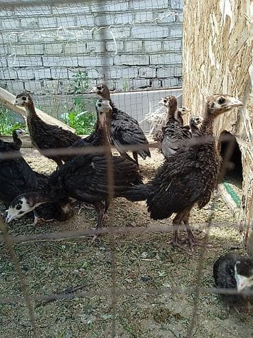 собаки рынок в бишкеке цены: 21 кундук ундук балапандары сатылат,шт 700сом — 1