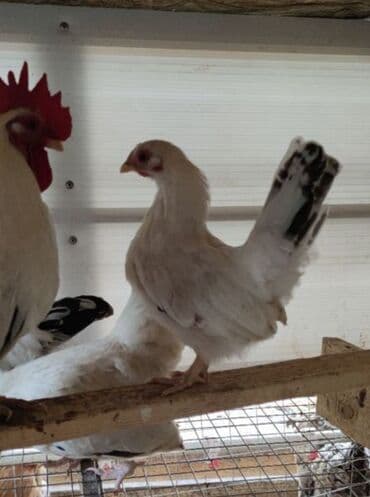 продам попугая: Продам шабо — 1